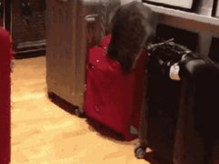 Кот в сумке