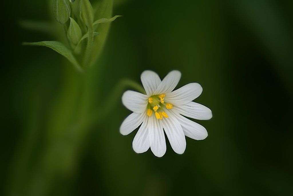 Нежный цветок
