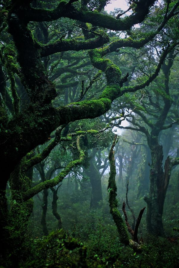 Субтропический лес