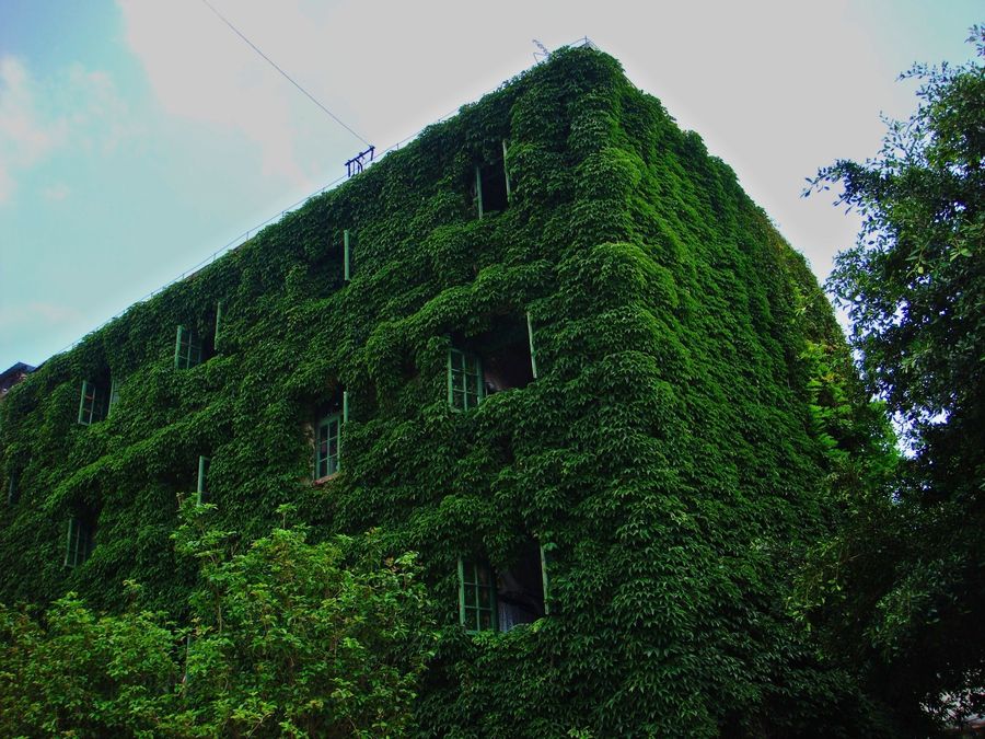 Зеленое здание