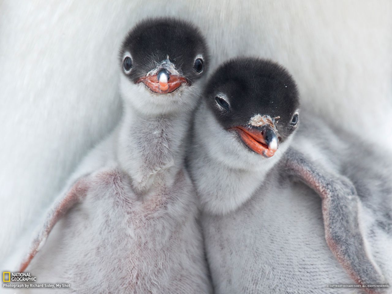 Братья пингвины