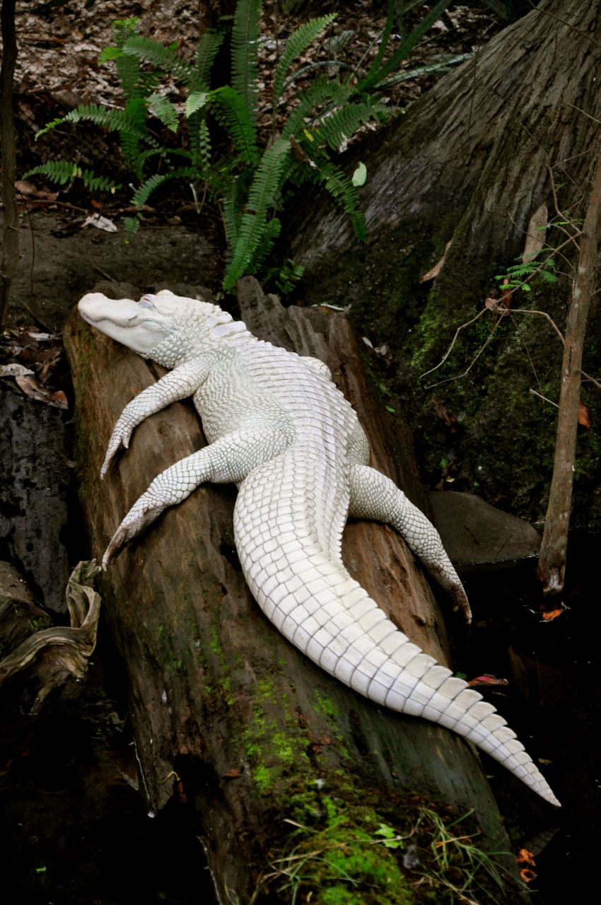 Крокодил - альбинос