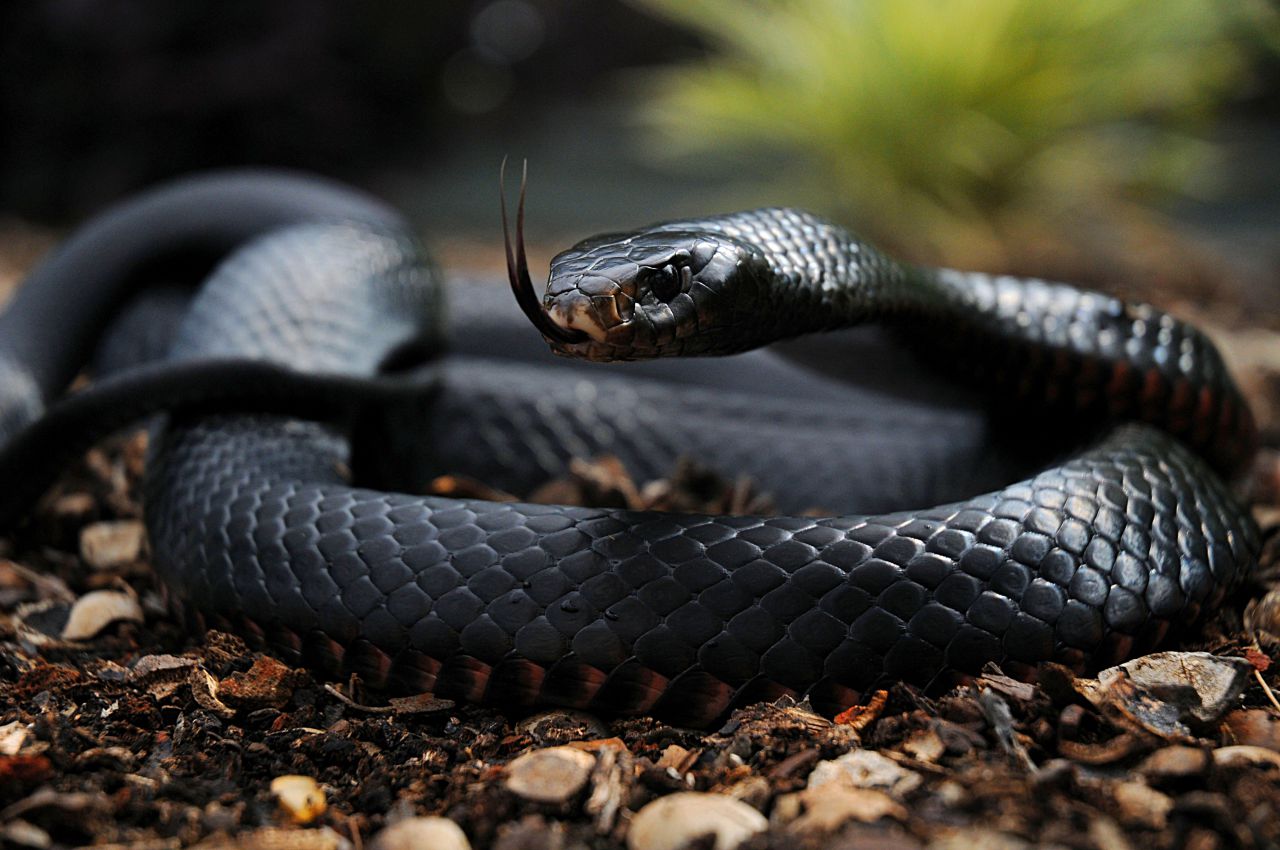 Краснобрюхая черная змея