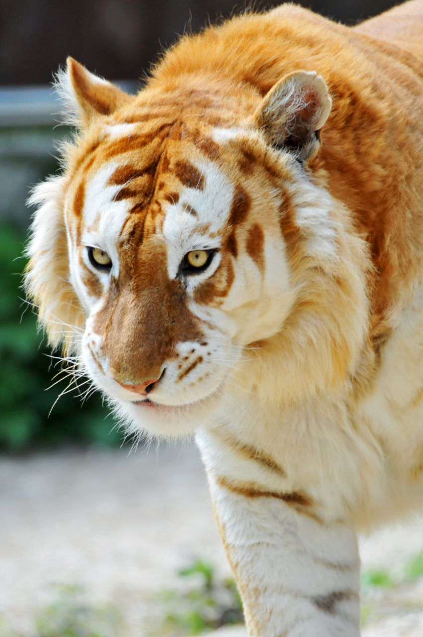 Золотой тигр