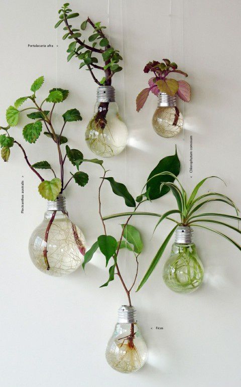Декоративные растения в сгоревших лампочках