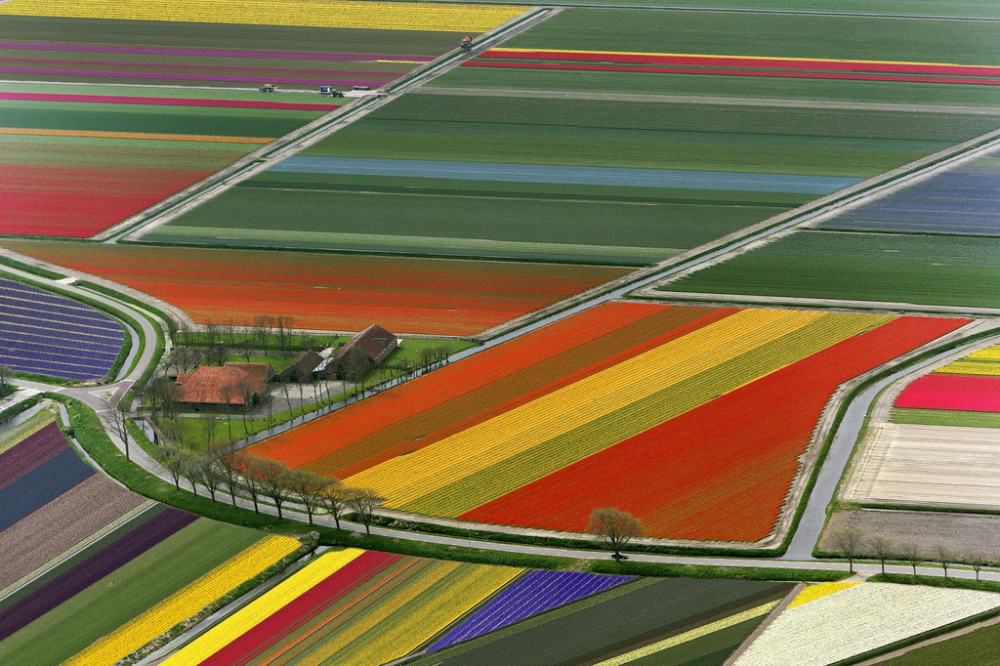 Цветочные поля в Нидерландах