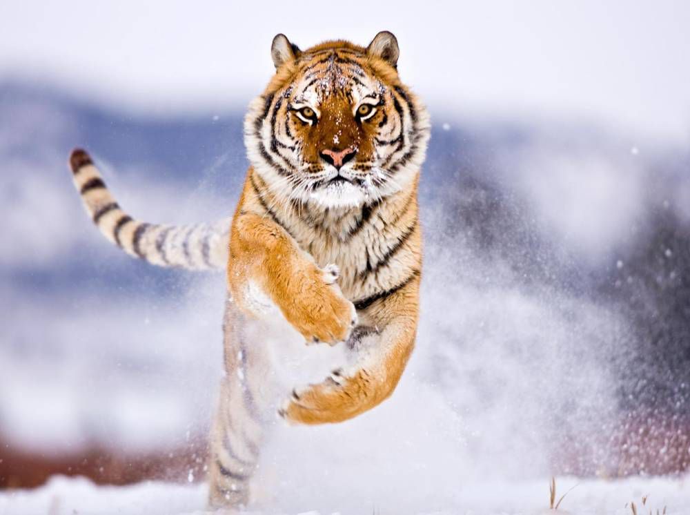 Бенгальский тигр на снегу
