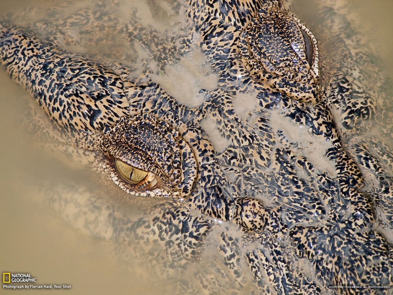 Крокодил (Австралия)