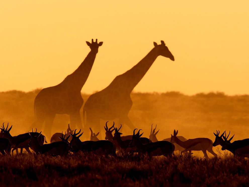 Жирафы и газели