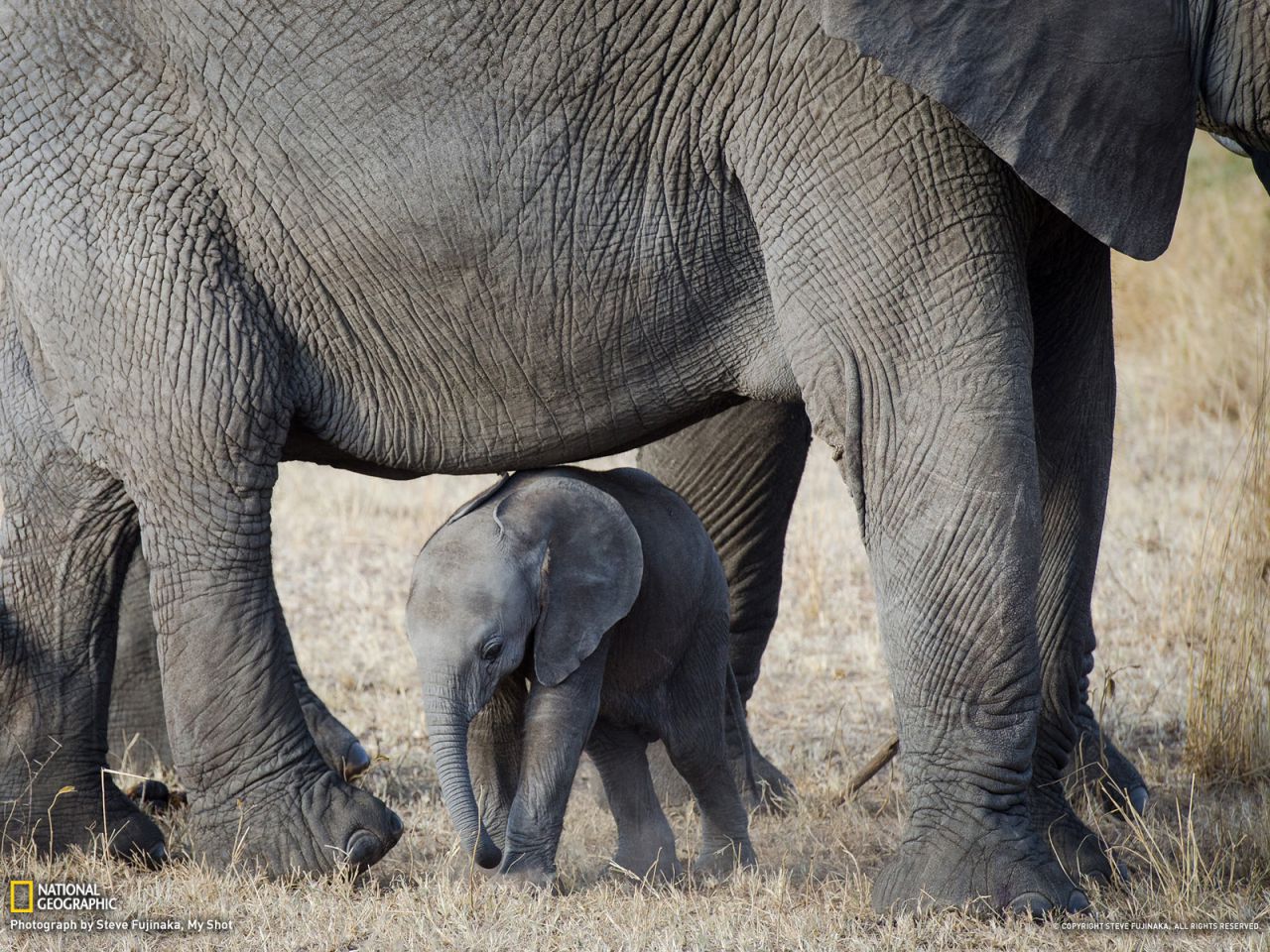 Слоненок и его родители