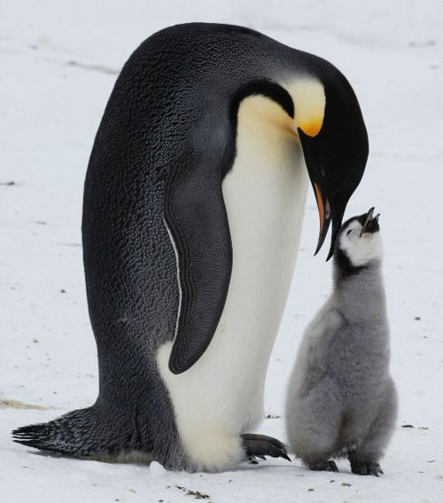 Пингвин и его детеныш