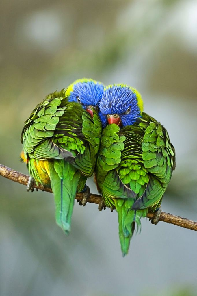 Влюбленные попугайчики