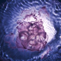 Галактическая медуза