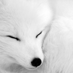 Спящий волк