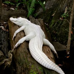 Крокодил - альбинос