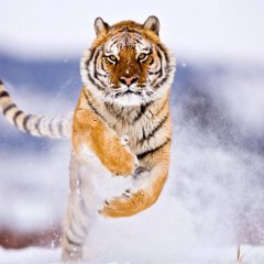 Бенгальский тигр на снегу
