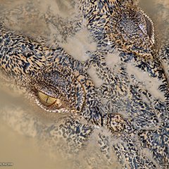 Крокодил (Австралия)
