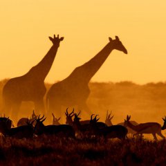 Жирафы и газели