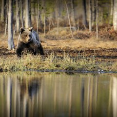 Медведь у реки