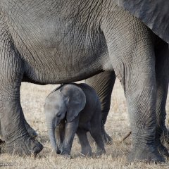 Слоненок и его родители