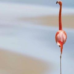 Одинокий фламинго