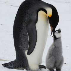Пингвин и его детеныш