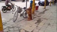 Собака сторожит велосипед хозяина