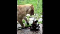 Львица пытается съесть ребенка