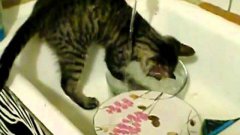 Кошка моет посуду