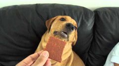 Собака ненавидит обезжиренную пищу