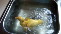 Утёнок купается в раковине