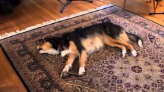 Поющая на ковре собака