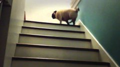 Мопс смешно подпрыгивает на лестнице