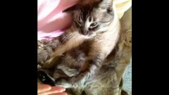 Кошка требует ласки от руки