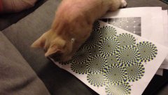 Иллюзия на бумаге воздействует на кошку