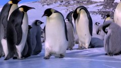 Падения пингвинов