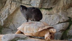 Даман катается на черепахе