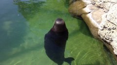 Медитирующий гавайский тюлень