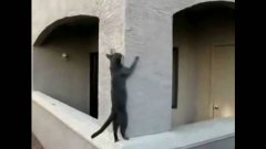 Кошачий паркур - прыжки и лазание кошек