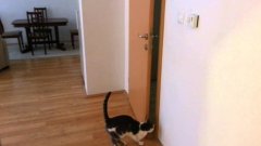 Кошка открывает двери