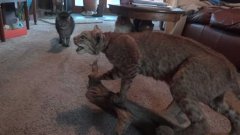 Реакция кошек на чучело рыси
