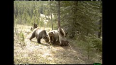 Медведи чешут спины об дерево