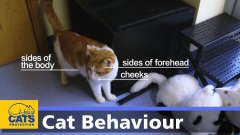 Язык телодвижений у кошек