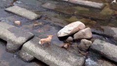 Собака играет с течением воды