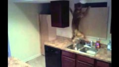 Собака совершает побег из кухни