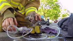 Пожарный спасает котёнка