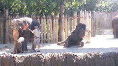 Слон чистит себя щёткой