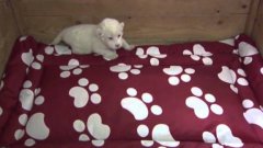 Мяукающий белый львёнок в сербском зоопарке