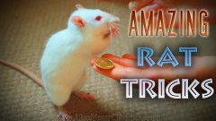 Отличные трюки от белой крысы