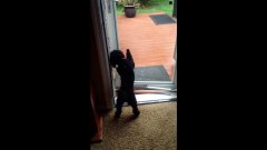 Собака открывает дверь для другой